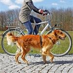 Trixie Fahrrad- und Joggingleine, 1,00 - 2,00 m / 25 mm