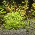 JBL JBL Sansibar GREY 5kg Naturbodengrund Aquaristik