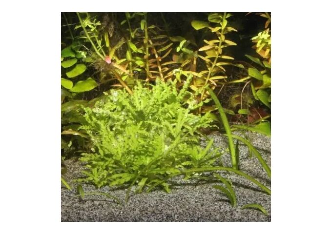 JBL JBL Sansibar GREY 5kg Naturbodengrund Aquaristik