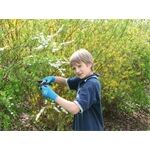 Kerbl Kinderhandschuh aquablau 7-11 Jahre, latexbeschich