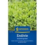 Kiepenkerl Endivie Escariol grüner