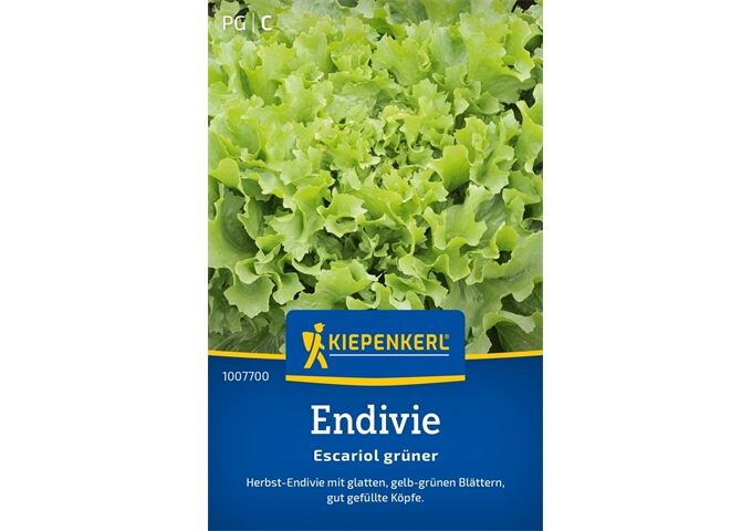 Kiepenkerl Endivie Escariol grüner