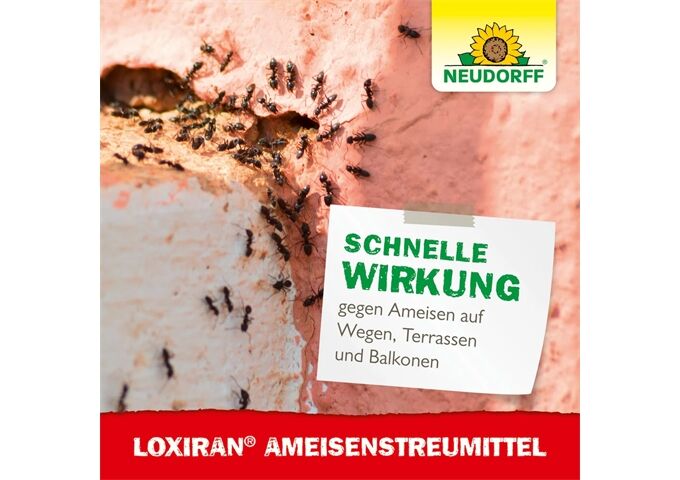 Neudorff Loxiran Ameisenmittel zum Streuen und Gießen 500 g