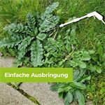 Protect Home PG Permaclean Grundstoff Acetum, 5L